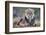 Lion (Panthera leo), Kgalagadi transfrontier park, Northern Cape-Ann & Steve Toon-Framed Photographic Print