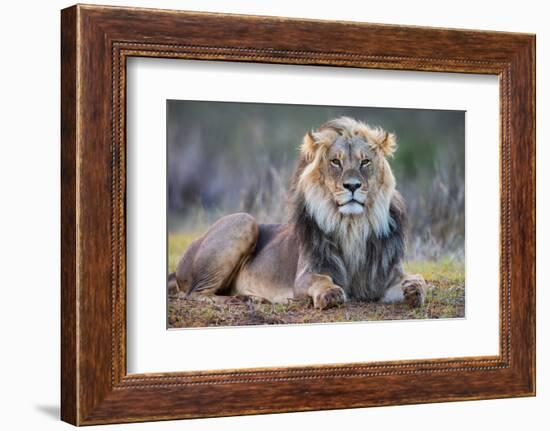 Lion (Panthera leo), Kgalagadi transfrontier park, Northern Cape-Ann & Steve Toon-Framed Photographic Print