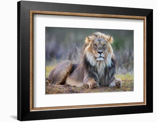 Lion (Panthera leo), Kgalagadi transfrontier park, Northern Cape-Ann & Steve Toon-Framed Photographic Print