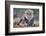 Lion (Panthera leo), Kgalagadi transfrontier park, Northern Cape-Ann & Steve Toon-Framed Photographic Print