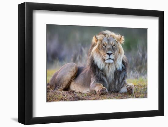 Lion (Panthera leo), Kgalagadi transfrontier park, Northern Cape-Ann & Steve Toon-Framed Photographic Print