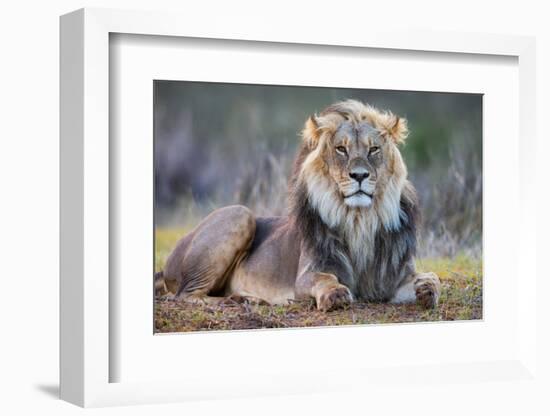 Lion (Panthera leo), Kgalagadi transfrontier park, Northern Cape-Ann & Steve Toon-Framed Photographic Print