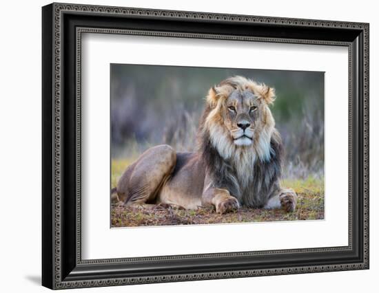 Lion (Panthera leo), Kgalagadi transfrontier park, Northern Cape-Ann & Steve Toon-Framed Photographic Print