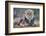 Lion (Panthera leo), Kgalagadi transfrontier park, Northern Cape-Ann & Steve Toon-Framed Photographic Print