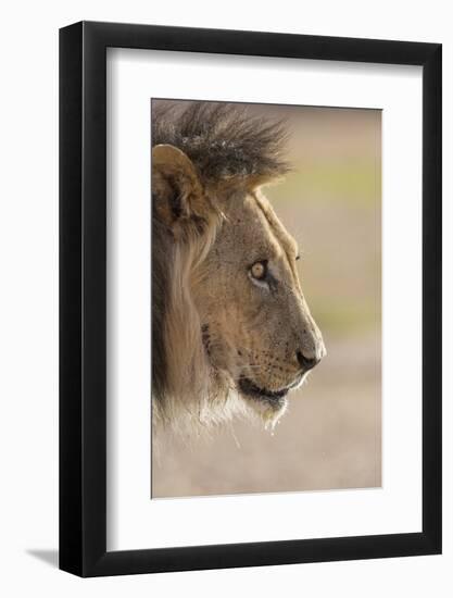 Lion (Panthera Leo), Kgalagadi Transfrontier Park, South Africa, Africa-Ann and Steve Toon-Framed Photographic Print