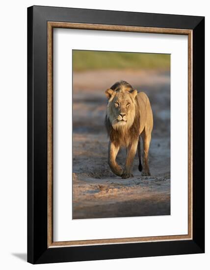 Lion (Panthera leo), Kgalagadi Transfrontier Park, South Africa, Africa-James Hager-Framed Photographic Print