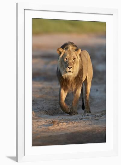 Lion (Panthera leo), Kgalagadi Transfrontier Park, South Africa, Africa-James Hager-Framed Photographic Print