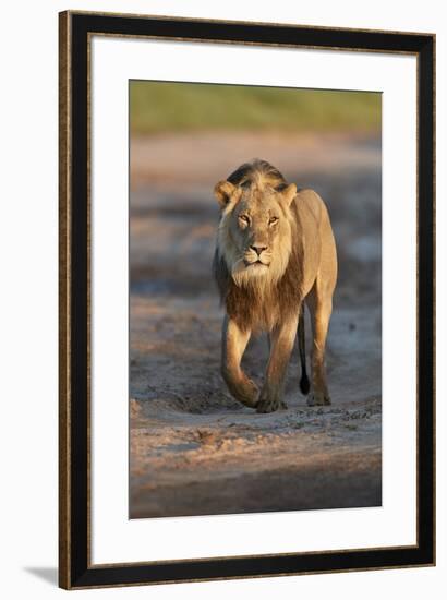 Lion (Panthera leo), Kgalagadi Transfrontier Park, South Africa, Africa-James Hager-Framed Photographic Print