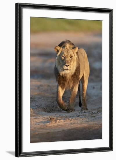 Lion (Panthera leo), Kgalagadi Transfrontier Park, South Africa, Africa-James Hager-Framed Photographic Print