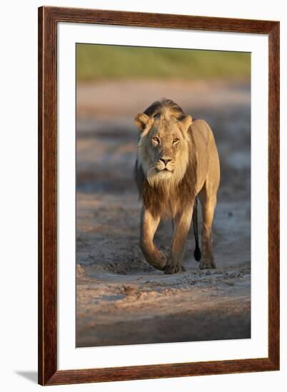 Lion (Panthera leo), Kgalagadi Transfrontier Park, South Africa, Africa-James Hager-Framed Photographic Print