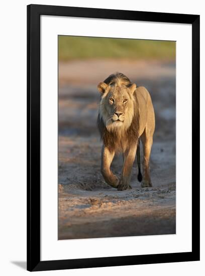 Lion (Panthera leo), Kgalagadi Transfrontier Park, South Africa, Africa-James Hager-Framed Photographic Print