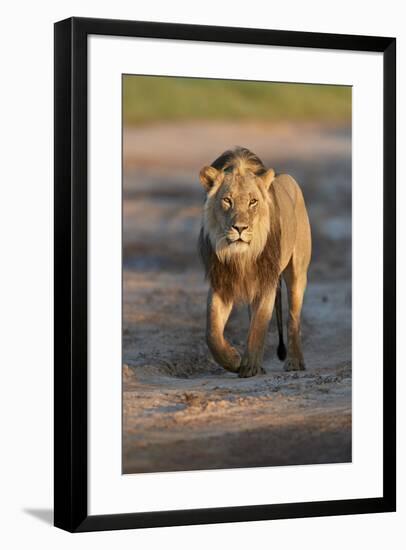 Lion (Panthera leo), Kgalagadi Transfrontier Park, South Africa, Africa-James Hager-Framed Photographic Print