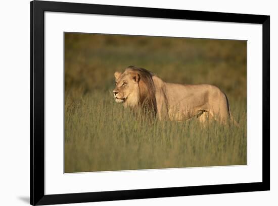 Lion (Panthera leo), Kgalagadi Transfrontier Park, South Africa, Africa-James Hager-Framed Photographic Print