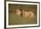 Lion (Panthera leo), Kgalagadi Transfrontier Park, South Africa, Africa-James Hager-Framed Photographic Print