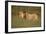 Lion (Panthera leo), Kgalagadi Transfrontier Park, South Africa, Africa-James Hager-Framed Photographic Print