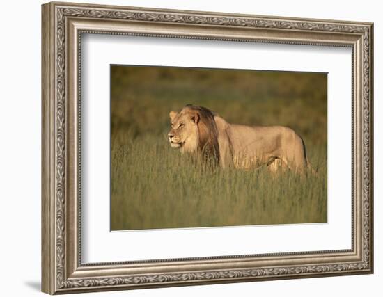 Lion (Panthera leo), Kgalagadi Transfrontier Park, South Africa, Africa-James Hager-Framed Photographic Print