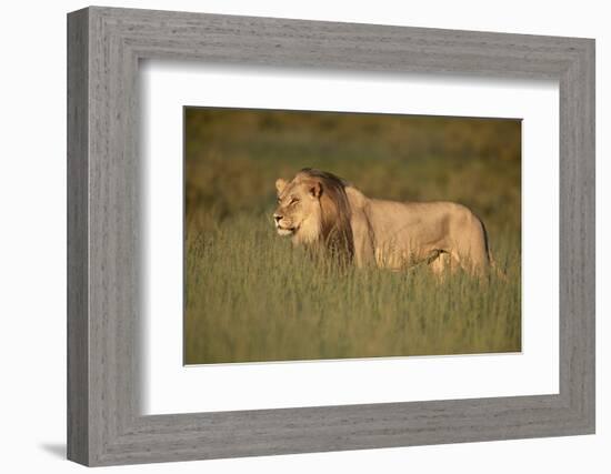 Lion (Panthera leo), Kgalagadi Transfrontier Park, South Africa, Africa-James Hager-Framed Photographic Print