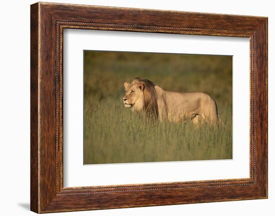 Lion (Panthera leo), Kgalagadi Transfrontier Park, South Africa, Africa-James Hager-Framed Photographic Print