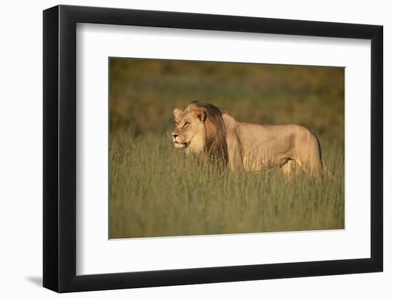 Lion (Panthera leo), Kgalagadi Transfrontier Park, South Africa, Africa-James Hager-Framed Photographic Print