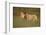 Lion (Panthera leo), Kgalagadi Transfrontier Park, South Africa, Africa-James Hager-Framed Photographic Print