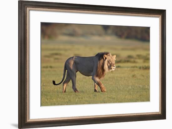 Lion (Panthera leo), Kgalagadi Transfrontier Park, South Africa, Africa-James Hager-Framed Photographic Print