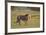 Lion (Panthera leo), Kgalagadi Transfrontier Park, South Africa, Africa-James Hager-Framed Photographic Print