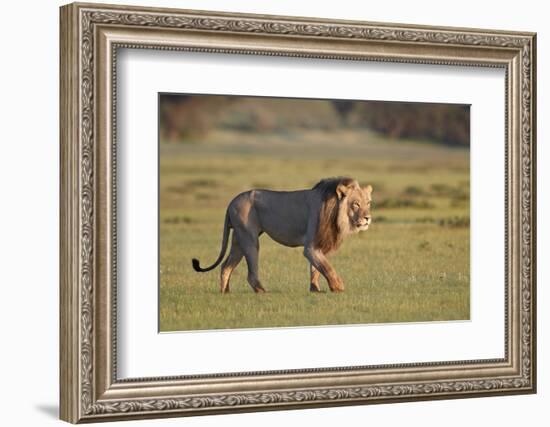 Lion (Panthera leo), Kgalagadi Transfrontier Park, South Africa, Africa-James Hager-Framed Photographic Print