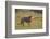 Lion (Panthera leo), Kgalagadi Transfrontier Park, South Africa, Africa-James Hager-Framed Photographic Print