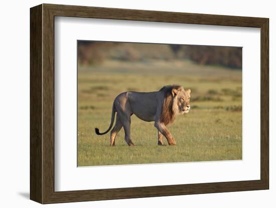 Lion (Panthera leo), Kgalagadi Transfrontier Park, South Africa, Africa-James Hager-Framed Photographic Print