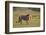 Lion (Panthera leo), Kgalagadi Transfrontier Park, South Africa, Africa-James Hager-Framed Photographic Print