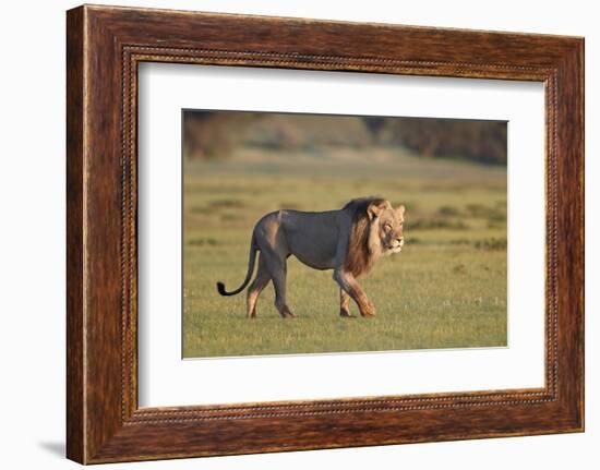 Lion (Panthera leo), Kgalagadi Transfrontier Park, South Africa, Africa-James Hager-Framed Photographic Print