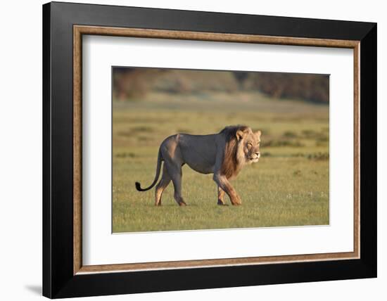 Lion (Panthera leo), Kgalagadi Transfrontier Park, South Africa, Africa-James Hager-Framed Photographic Print