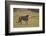 Lion (Panthera leo), Kgalagadi Transfrontier Park, South Africa, Africa-James Hager-Framed Photographic Print