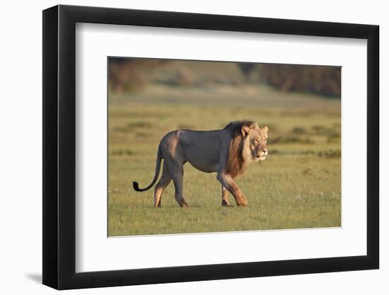 Lion (Panthera leo), Kgalagadi Transfrontier Park, South Africa, Africa-James Hager-Framed Photographic Print