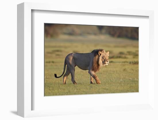 Lion (Panthera leo), Kgalagadi Transfrontier Park, South Africa, Africa-James Hager-Framed Photographic Print