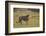 Lion (Panthera leo), Kgalagadi Transfrontier Park, South Africa, Africa-James Hager-Framed Photographic Print