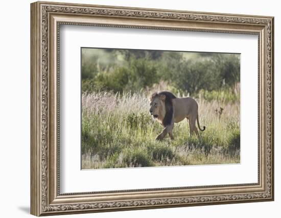 Lion (Panthera leo), Kgalagadi Transfrontier Park, South Africa, Africa-James Hager-Framed Photographic Print