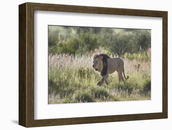 Lion (Panthera leo), Kgalagadi Transfrontier Park, South Africa, Africa-James Hager-Framed Photographic Print