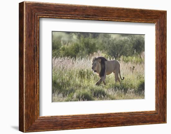 Lion (Panthera leo), Kgalagadi Transfrontier Park, South Africa, Africa-James Hager-Framed Photographic Print