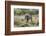 Lion (Panthera leo), Kgalagadi Transfrontier Park, South Africa, Africa-James Hager-Framed Photographic Print