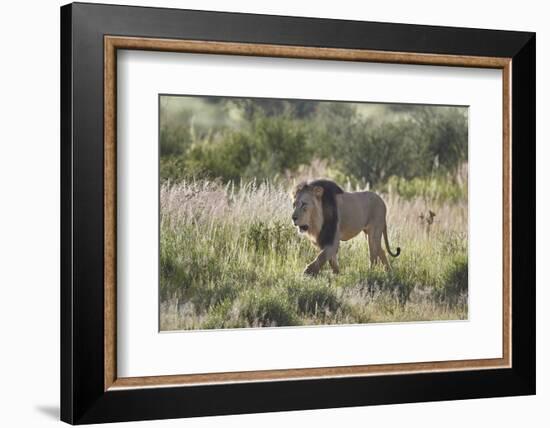 Lion (Panthera leo), Kgalagadi Transfrontier Park, South Africa, Africa-James Hager-Framed Photographic Print