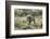 Lion (Panthera leo), Kgalagadi Transfrontier Park, South Africa, Africa-James Hager-Framed Photographic Print