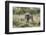 Lion (Panthera leo), Kgalagadi Transfrontier Park, South Africa, Africa-James Hager-Framed Photographic Print