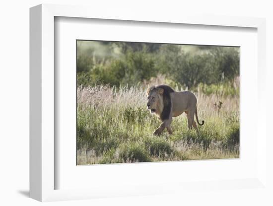 Lion (Panthera leo), Kgalagadi Transfrontier Park, South Africa, Africa-James Hager-Framed Photographic Print