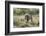 Lion (Panthera leo), Kgalagadi Transfrontier Park, South Africa, Africa-James Hager-Framed Photographic Print