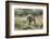 Lion (Panthera leo), Kgalagadi Transfrontier Park, South Africa, Africa-James Hager-Framed Photographic Print