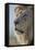 Lion (Panthera leo), Kgalagadi Transfrontier Park, South Africa, Africa-James Hager-Framed Premier Image Canvas