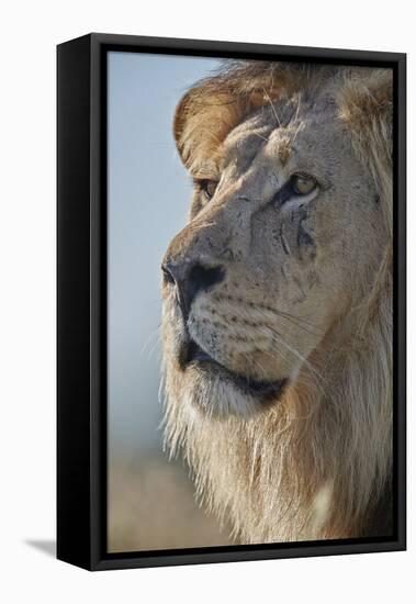 Lion (Panthera leo), Kgalagadi Transfrontier Park, South Africa, Africa-James Hager-Framed Premier Image Canvas