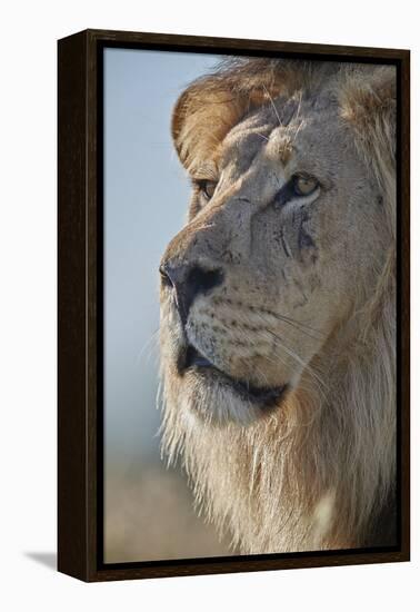 Lion (Panthera leo), Kgalagadi Transfrontier Park, South Africa, Africa-James Hager-Framed Premier Image Canvas