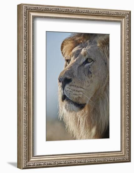 Lion (Panthera leo), Kgalagadi Transfrontier Park, South Africa, Africa-James Hager-Framed Photographic Print